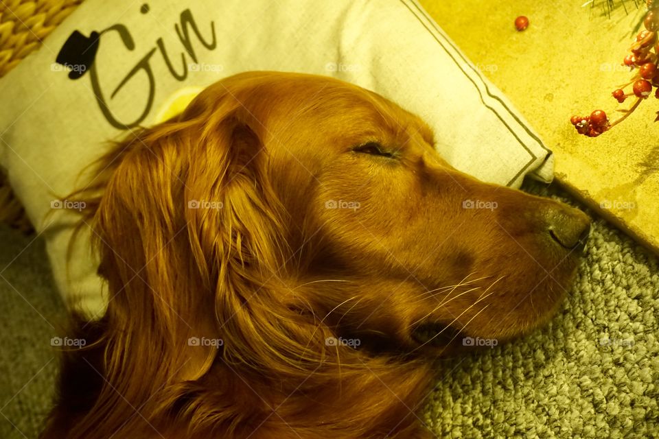 Quinn having a snooze after a long walk along the Cotswolds Way ...Red Setter dog fast asleep lying on a cushion that says Gin ... 