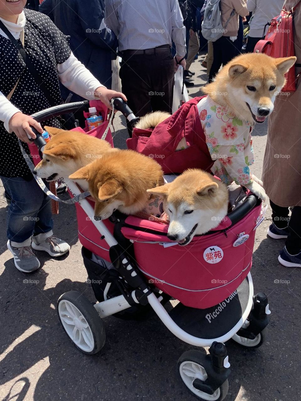 Dogs in the cart