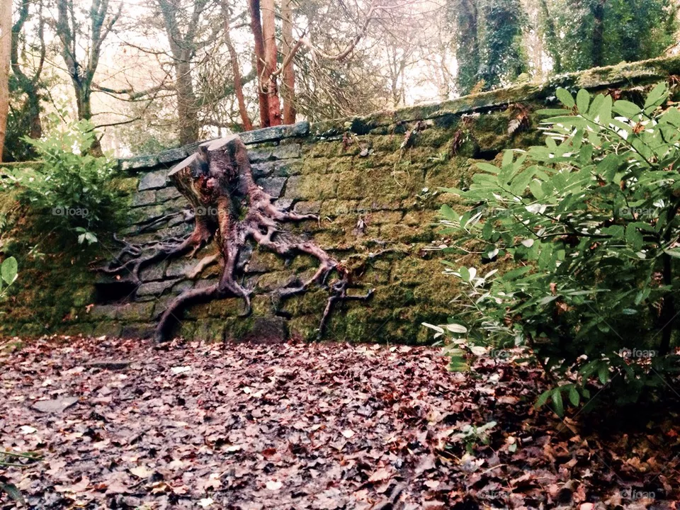 Tree roots 