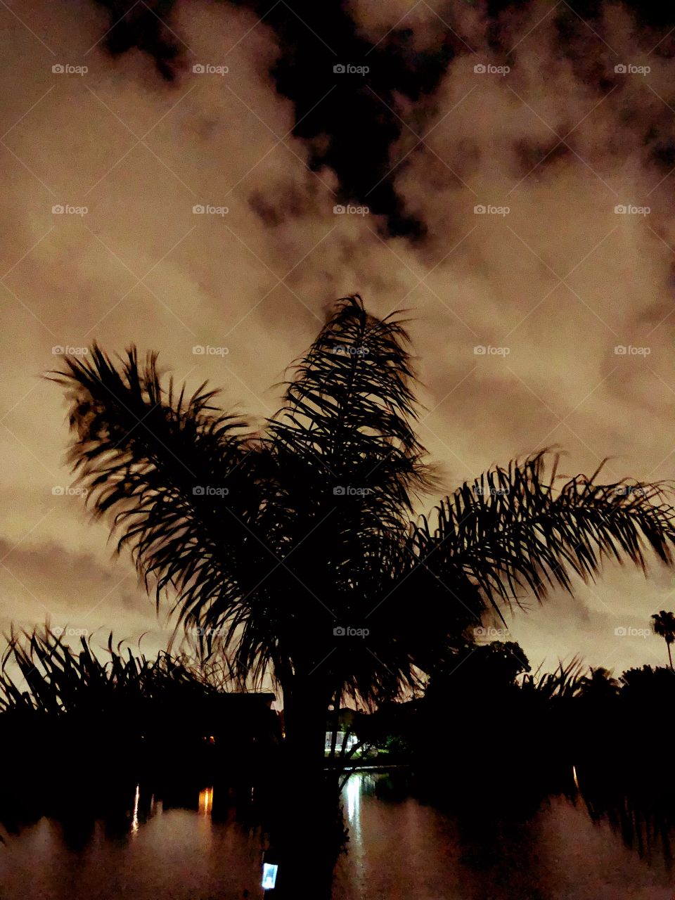 Palm tree against a night sky. 