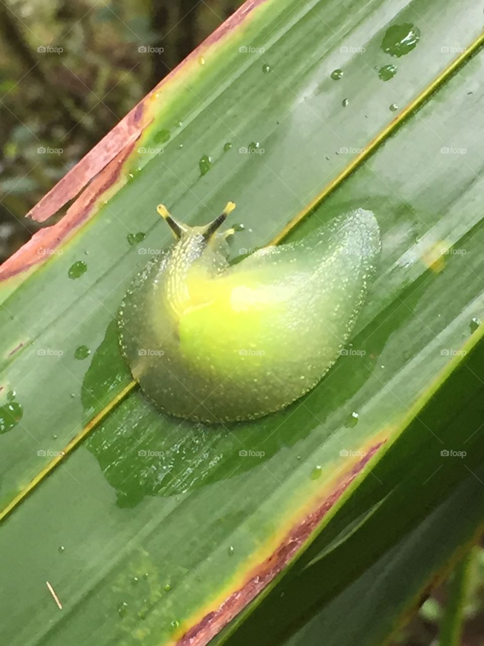 Snail in Puerto Rico 