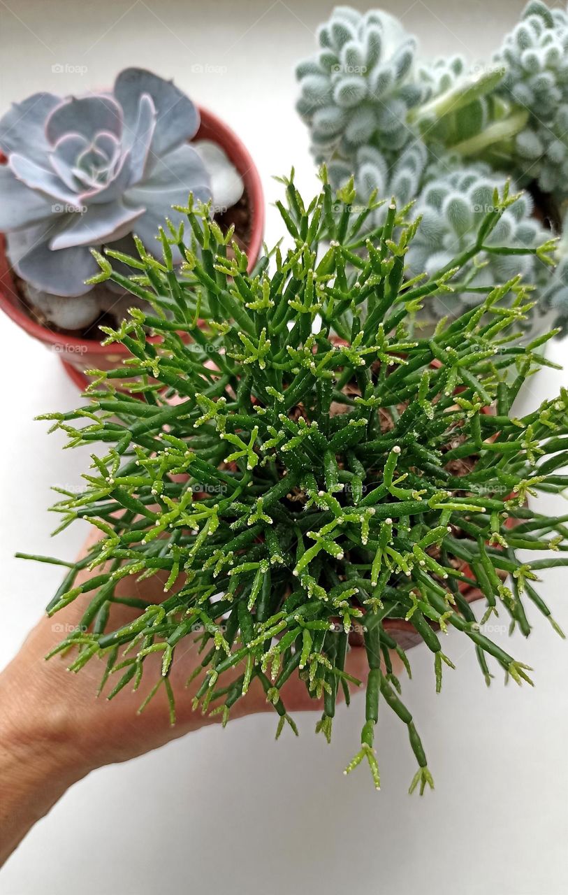 green house plants in pot and female hand love earth