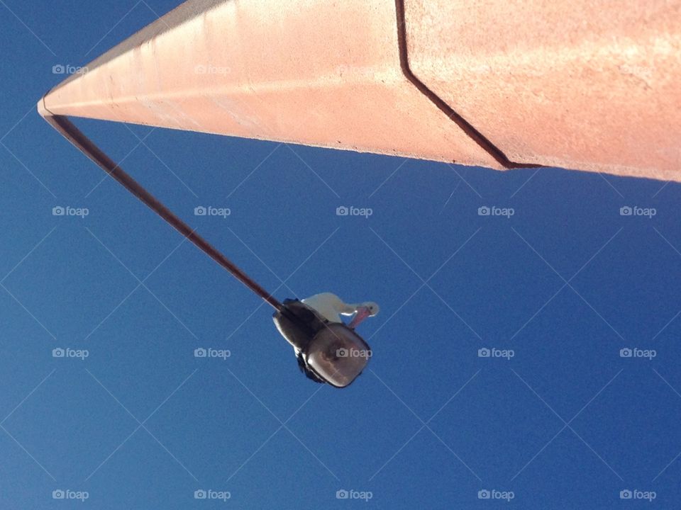 Pelican on a light post. Pelican on a light post / lamppost, in South Australia - perspective