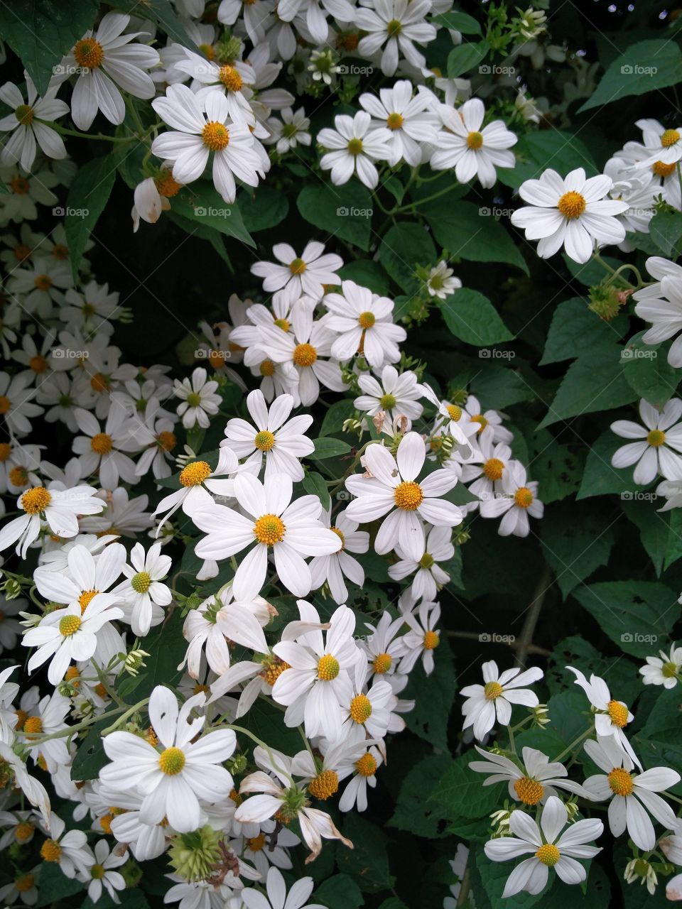 white flowers