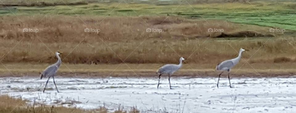 cranes on lakebed