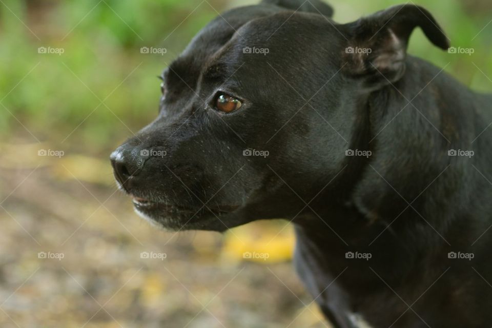 Close Up English Staffy