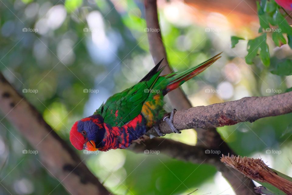 colorful bird