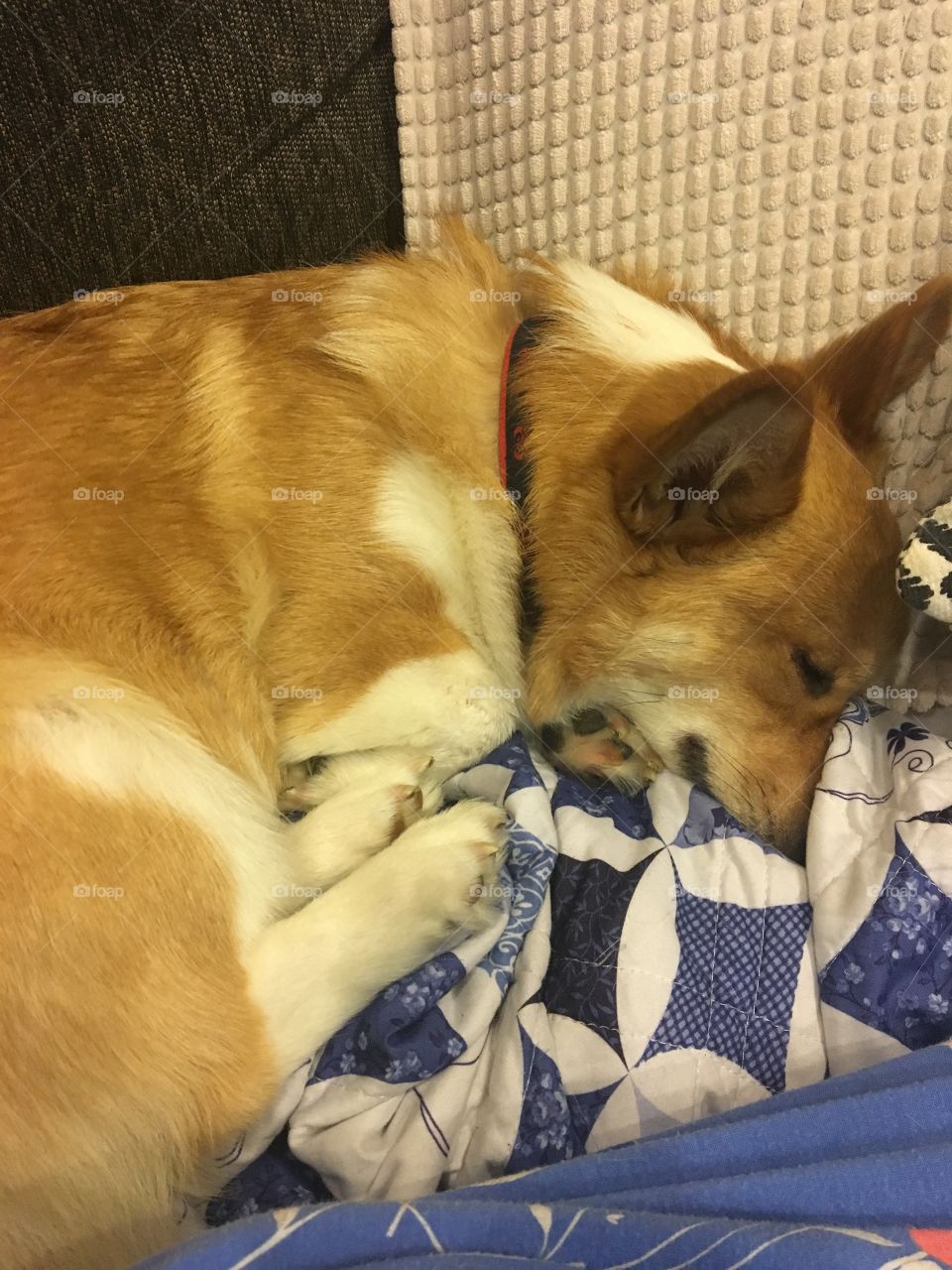 Sleepy corgi cute blanket dog puppy pillow