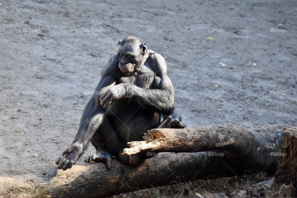  Bonobo Monkey 