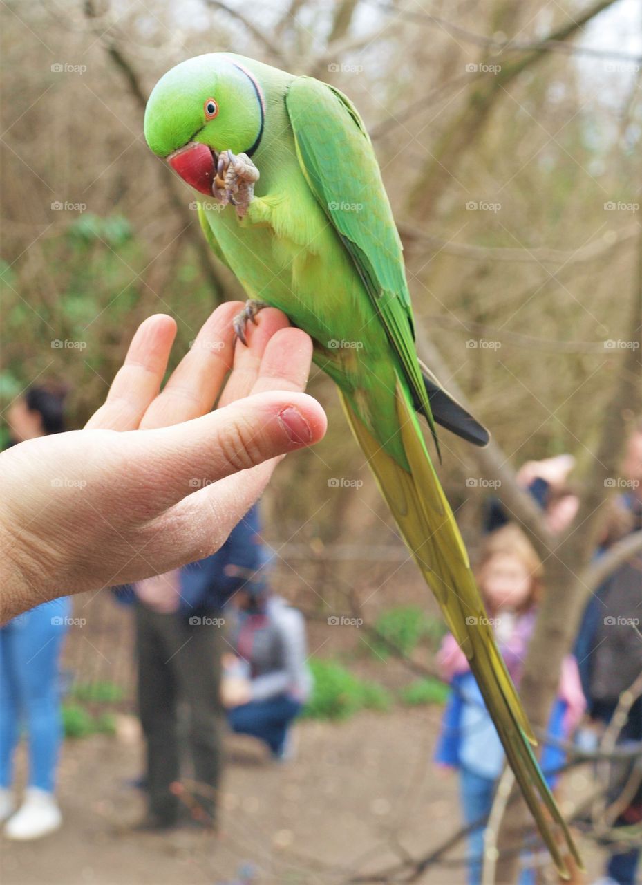 A tame parakeet visits tourists in Hyde Park, London 