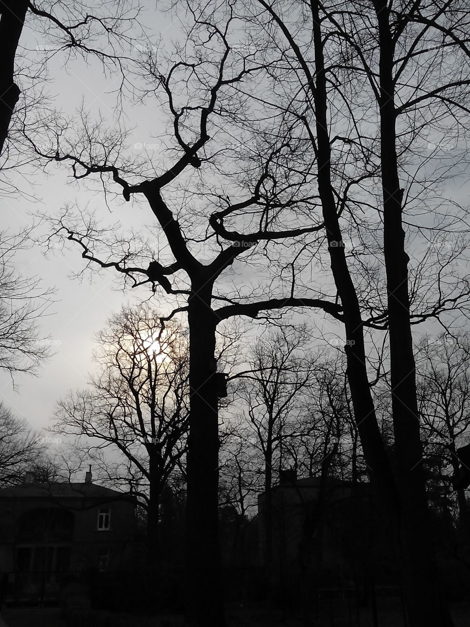 Sunrise . Morning in my garden 