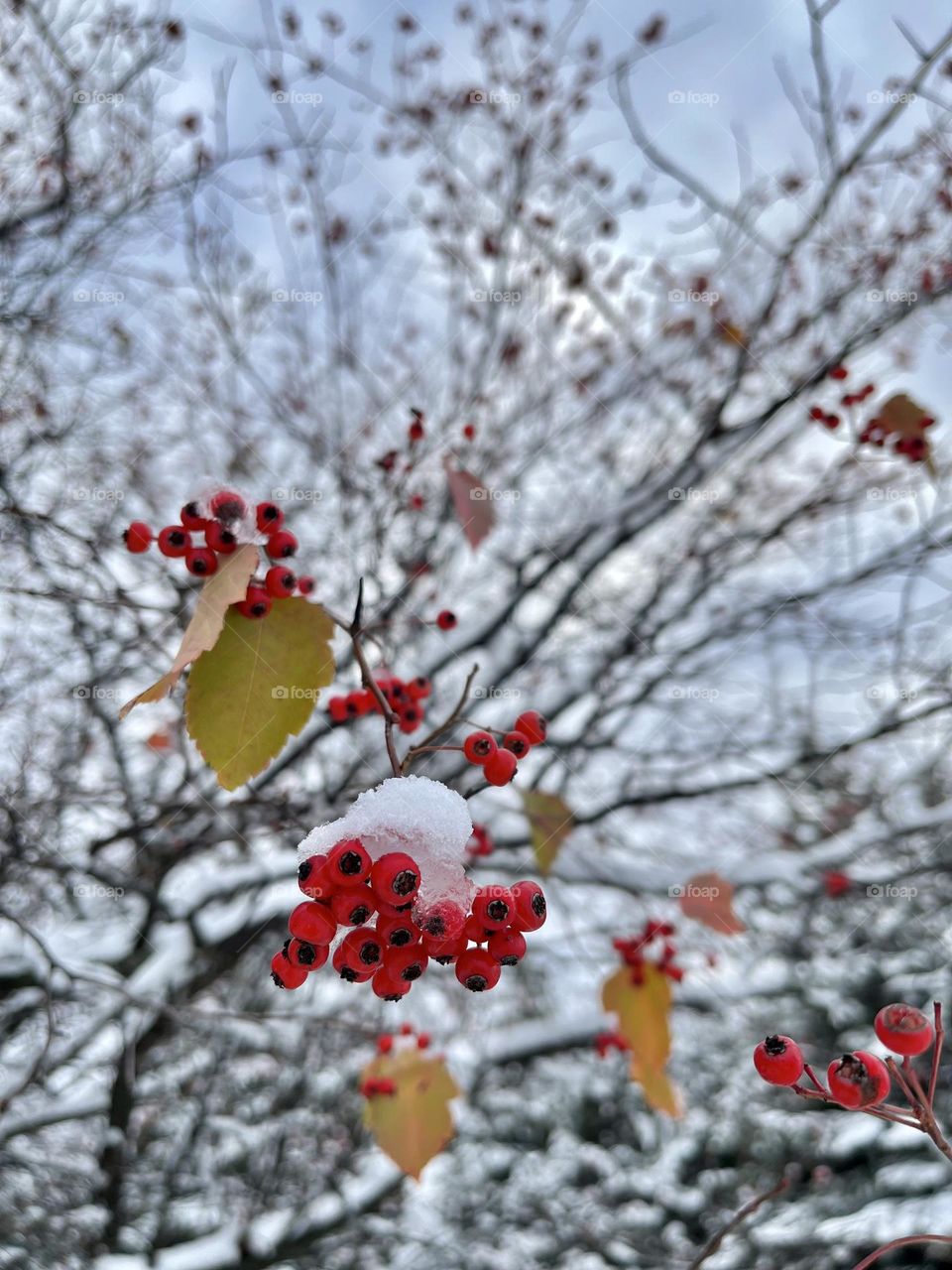 The beautiful spots under the snow