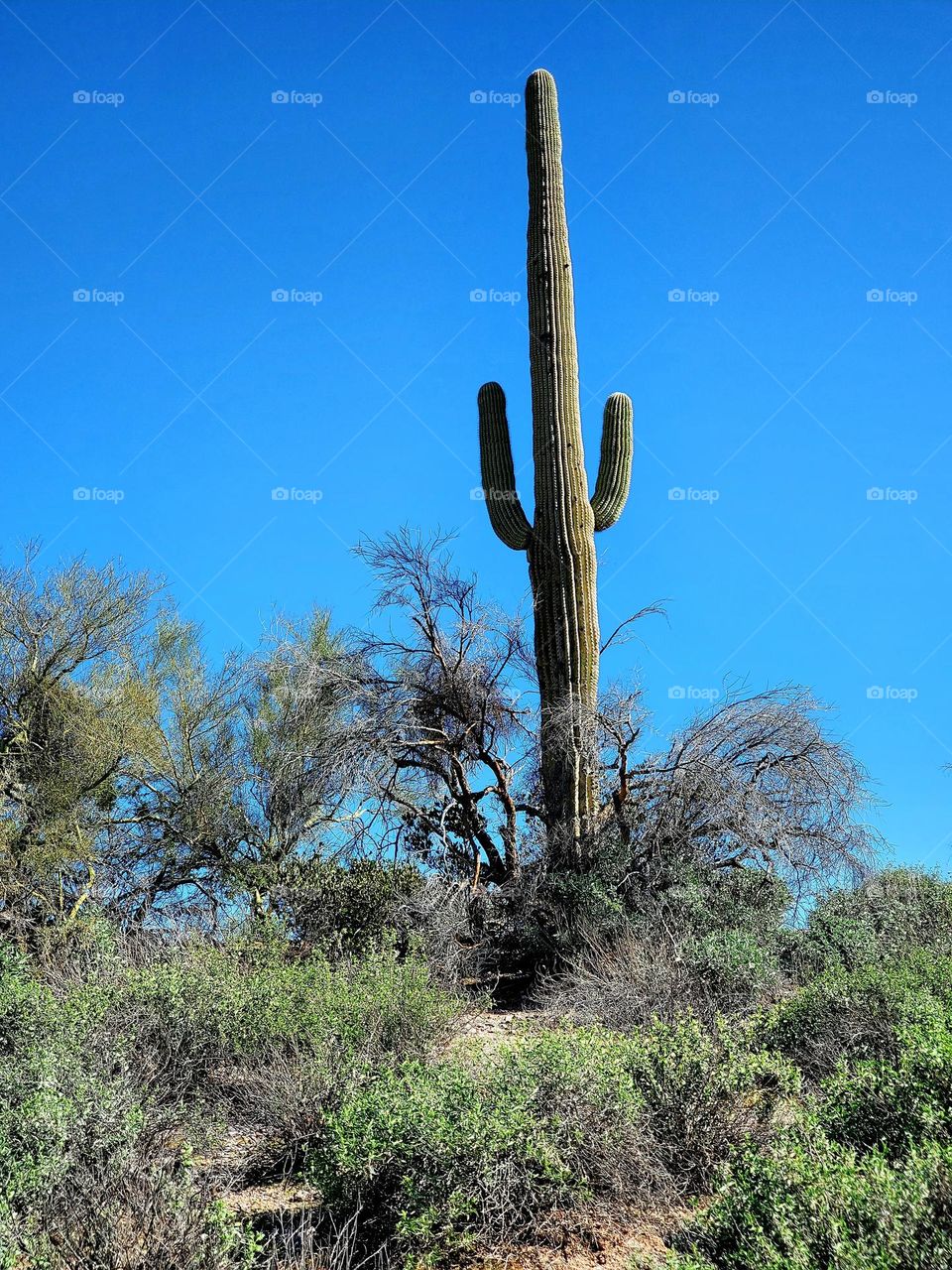 Tall Cactus in the Arizona Desert