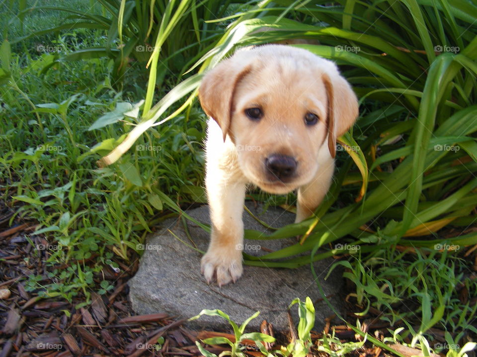 Puppy covered by the grass