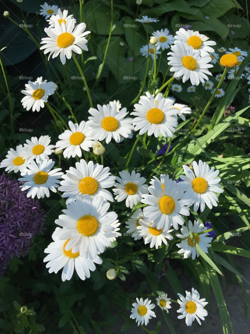 Pretty daisies in Spring at the Lauritzen Gardens in Omaha, Nebraska
