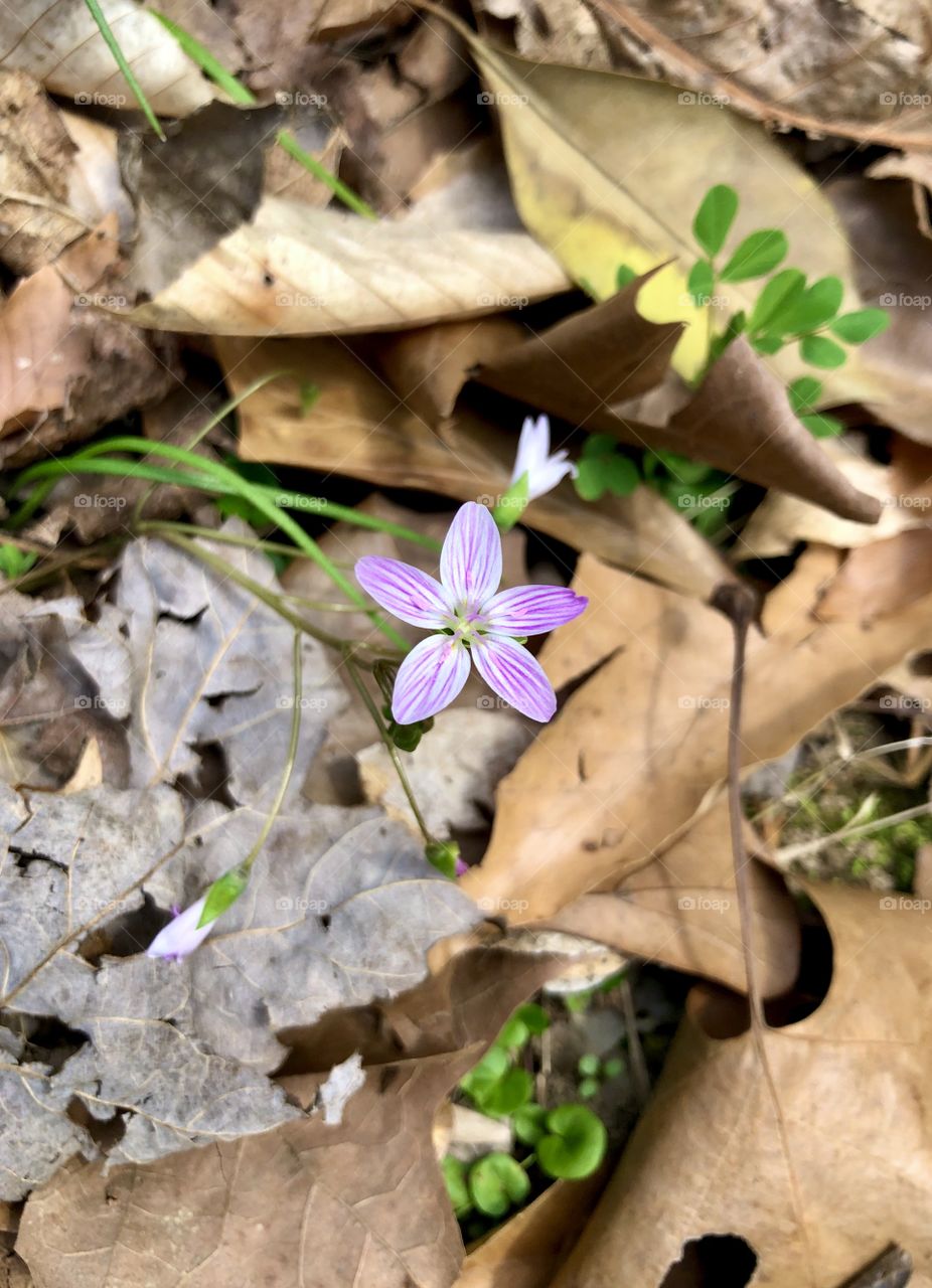 Tiny wildflower 