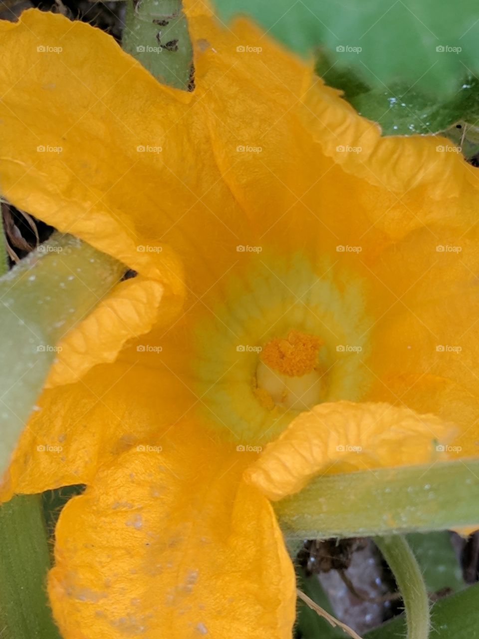 squash flower