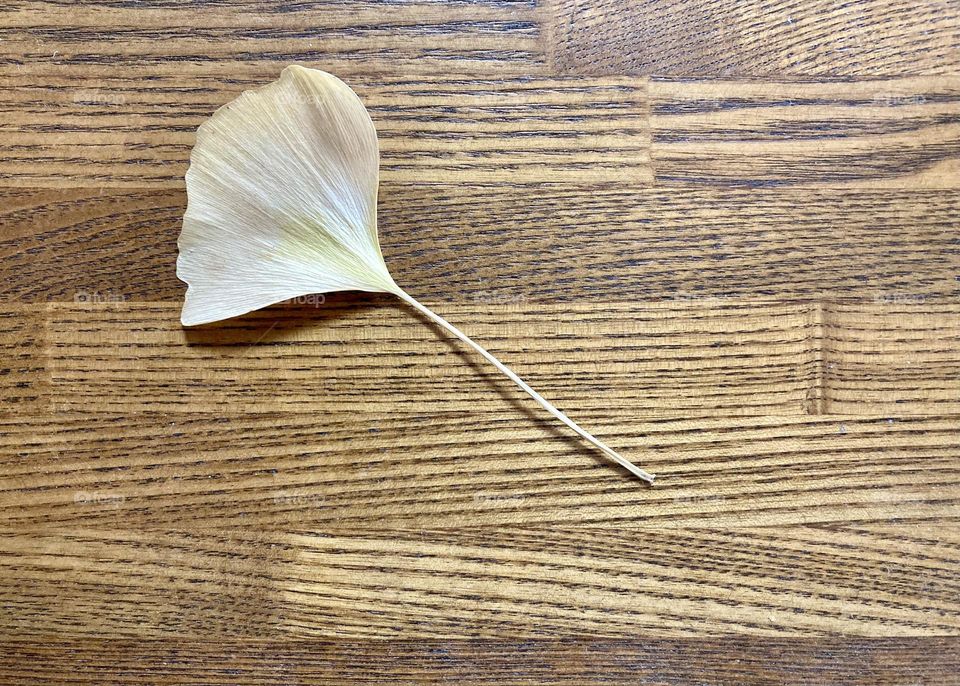 Ginkgo leave on wooden floor