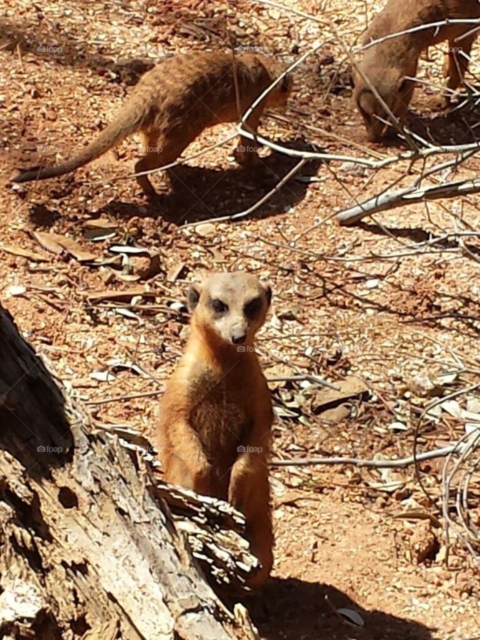 brevard coumty zoo florida