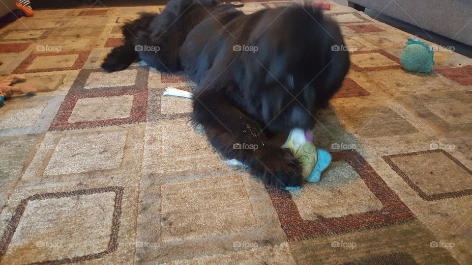 No Person, People, One, Mammal, Recreation