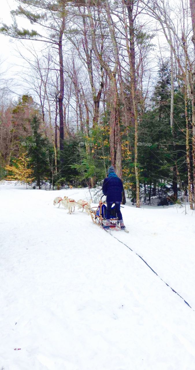Dog sledding
Berkshire Mountains
Western Massachusetts 