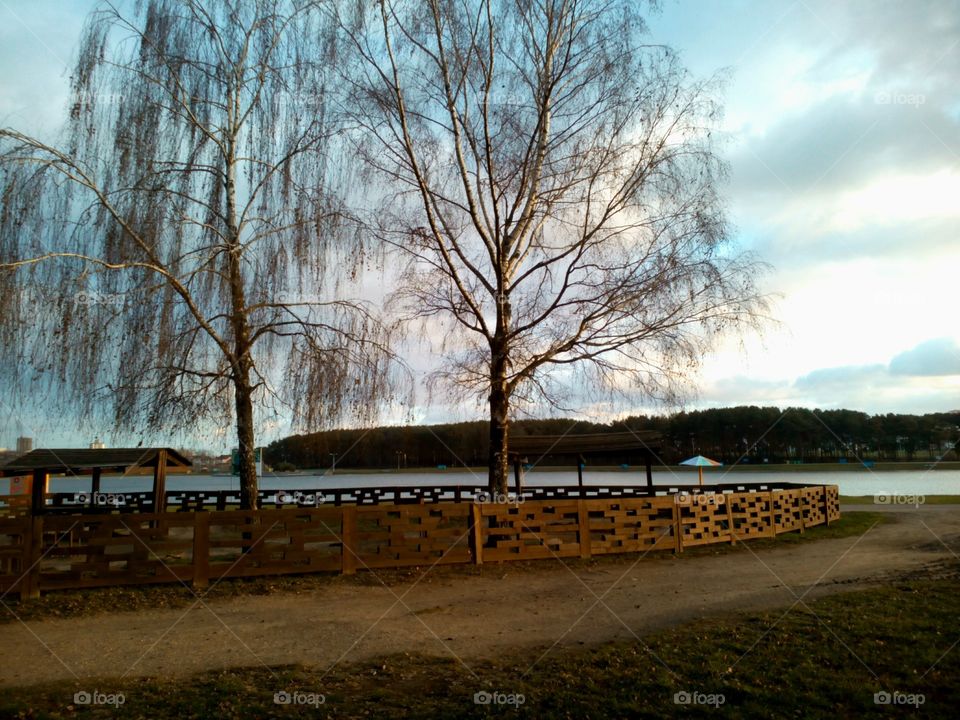 Tree, Dawn, Landscape, No Person, Wood