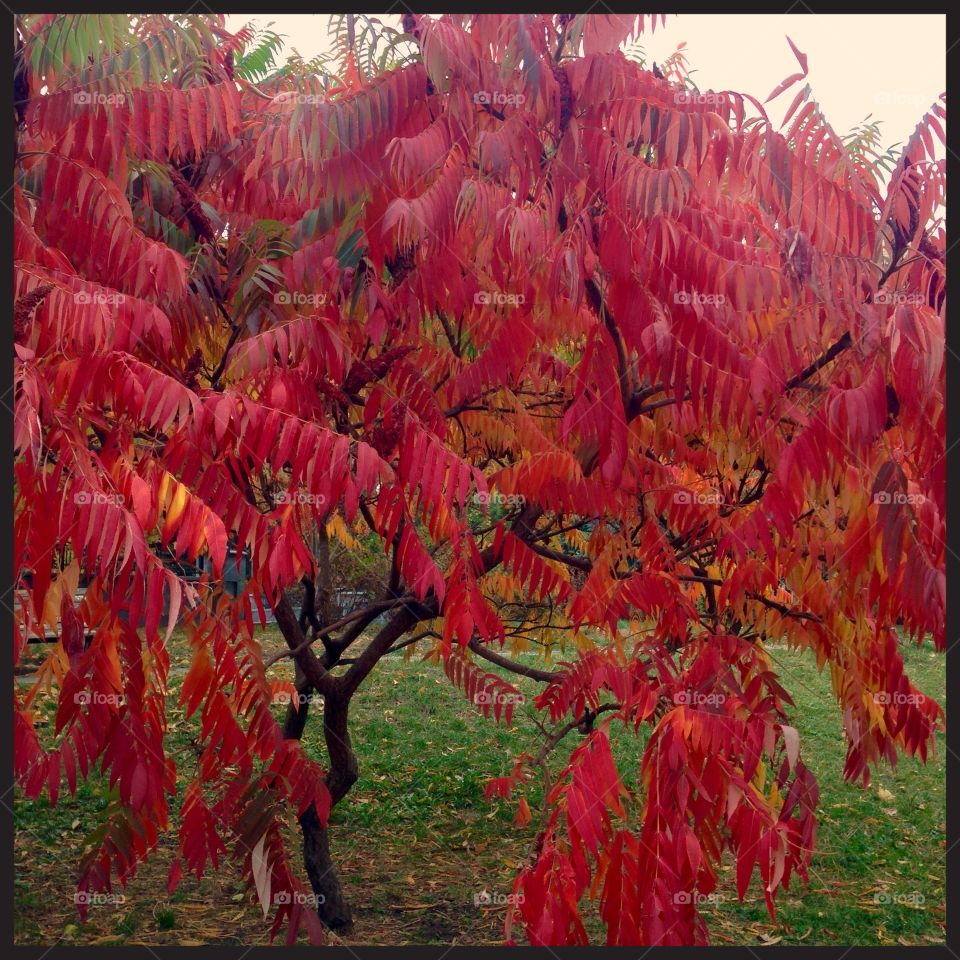 Colours of an autumn 