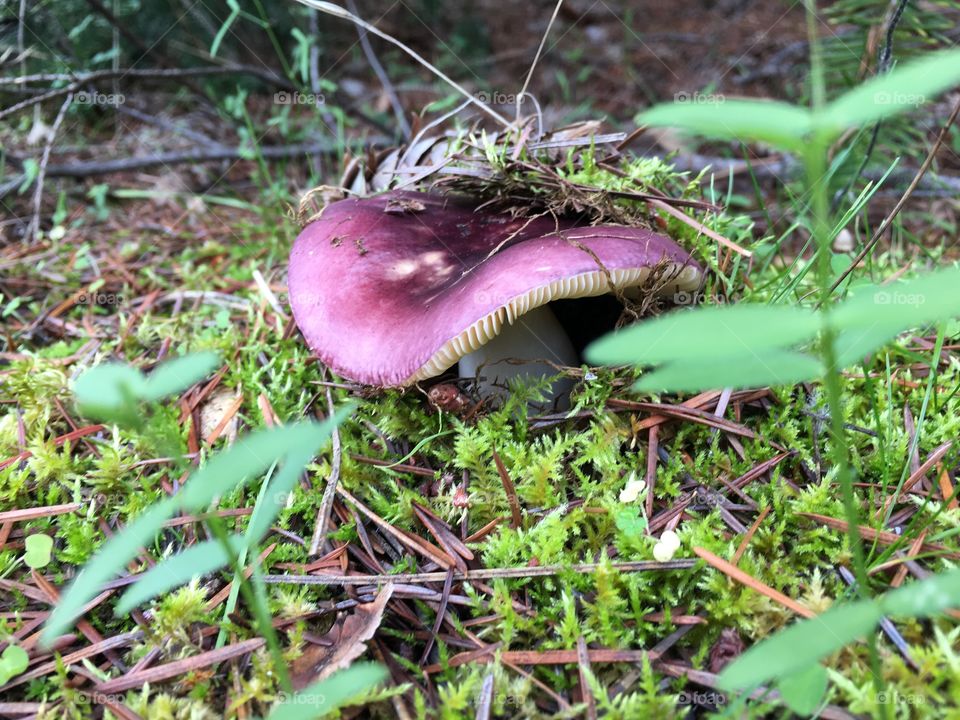 Purple mushroom