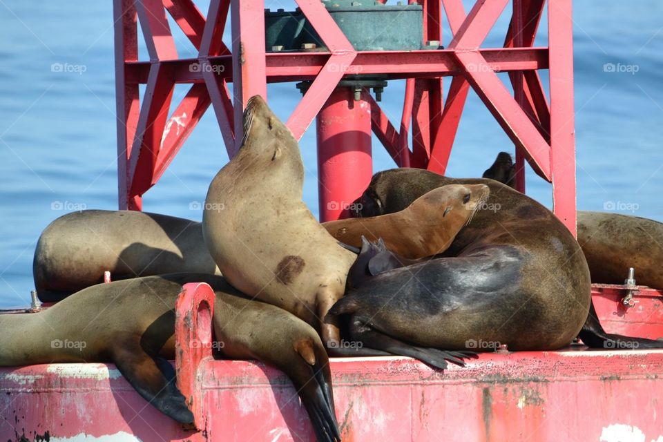 California Sea Lion/seals