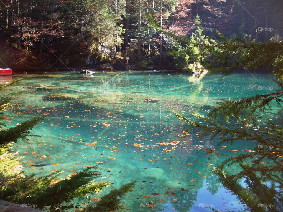 Trees reflecting in lake
