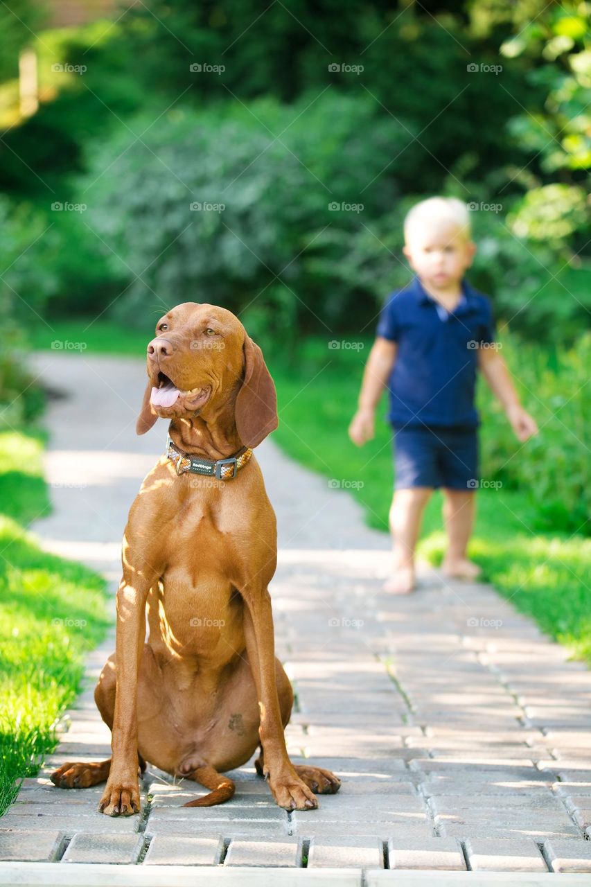 people walking dogs on the street, walking on the street, pet and his owner, best friends