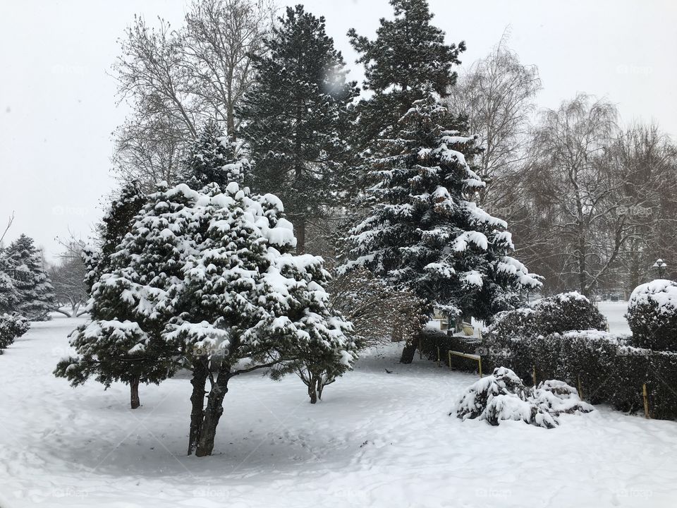 View of deep snow and trees covered in snow