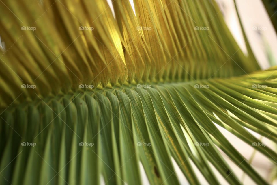 Leaf of palm 