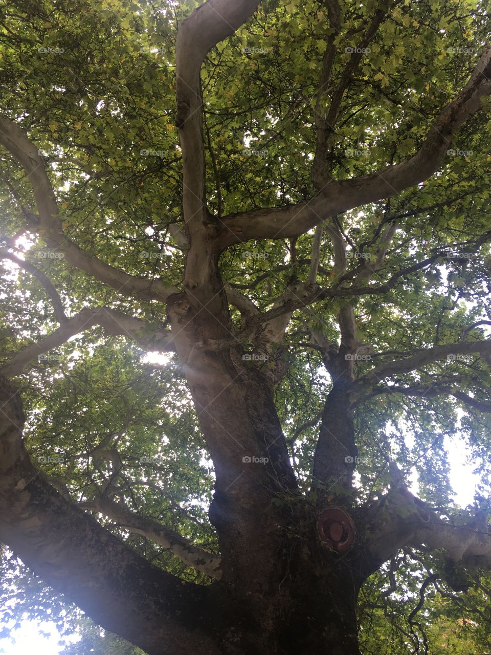 The big tree!  Over 650 years!