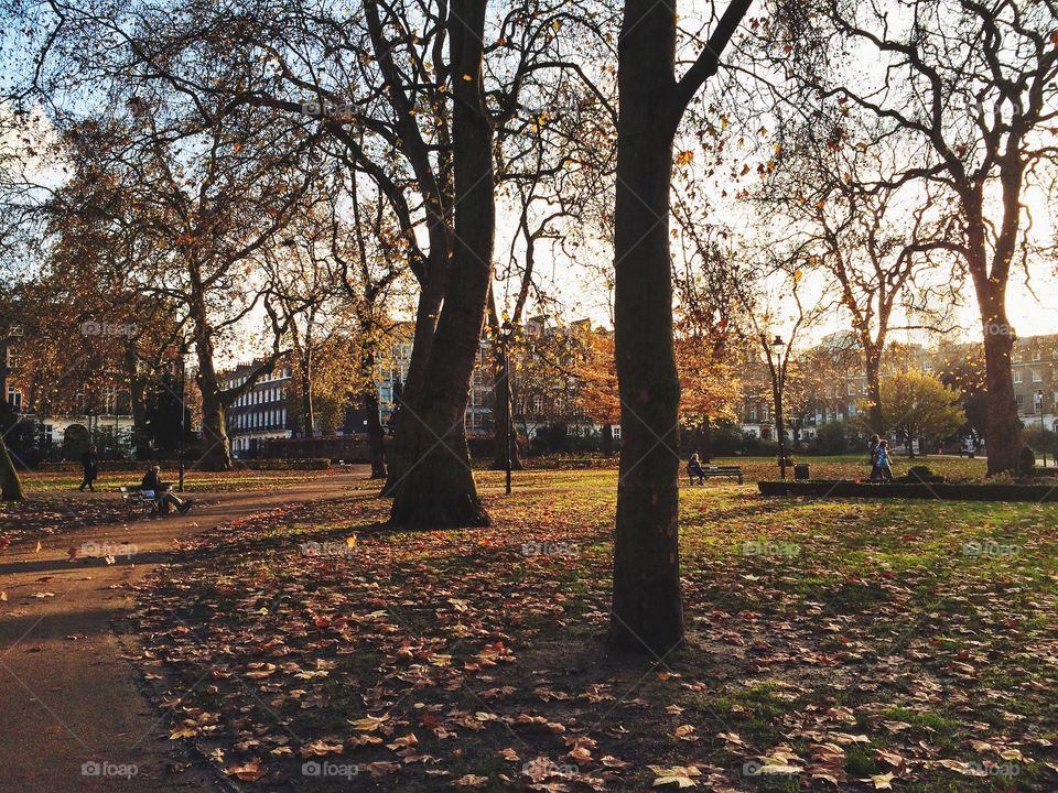 Fall, Tree, Landscape, Park, No Person