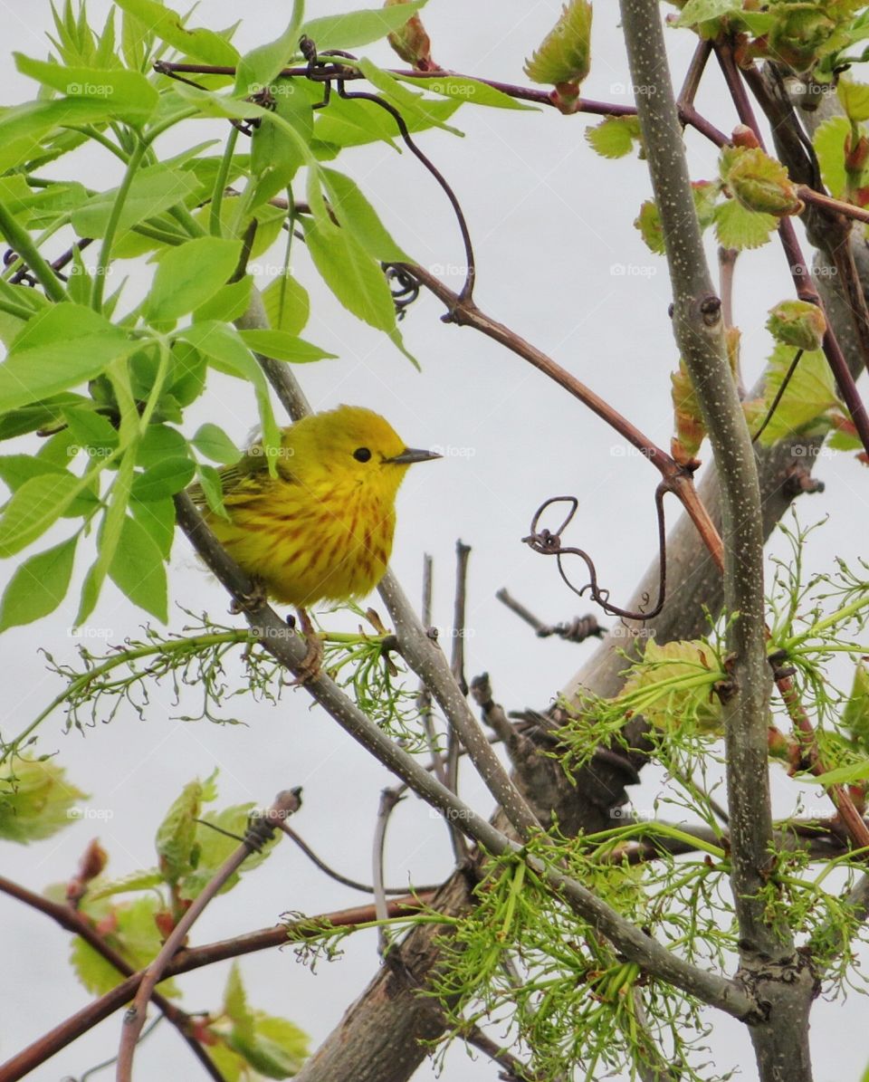Paruline jaune / Yellow Warbler Boucherville 
