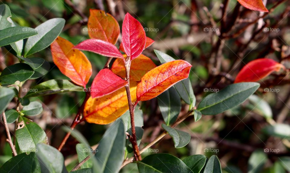 Autumn colors.