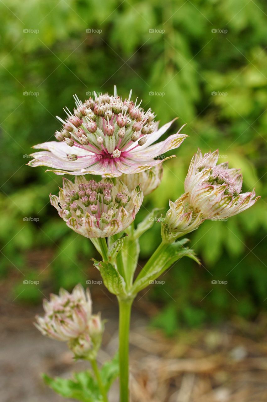 Close-up of plant