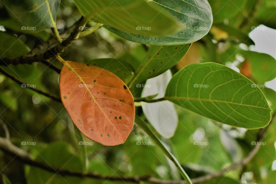 Beauty of matured leaf of Jack fruit looking different among other Green leaves.
