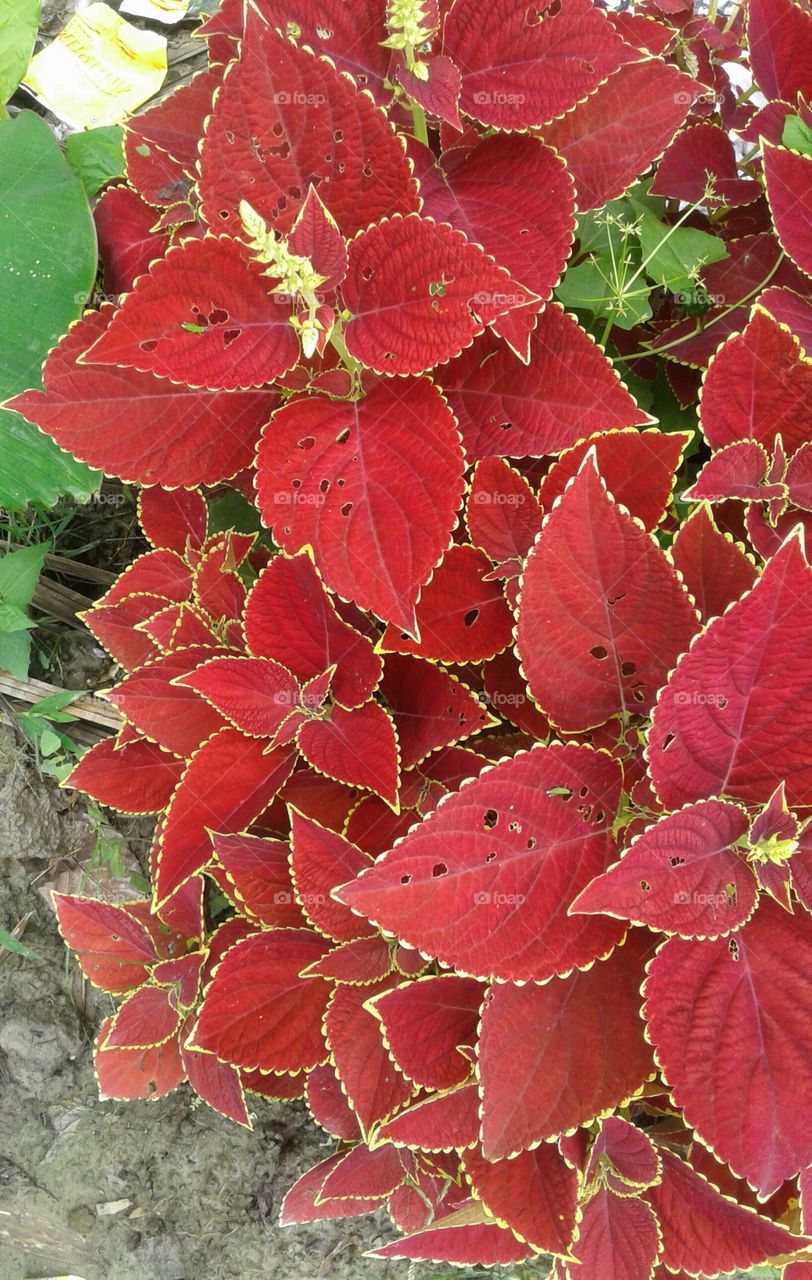 leaf flowers