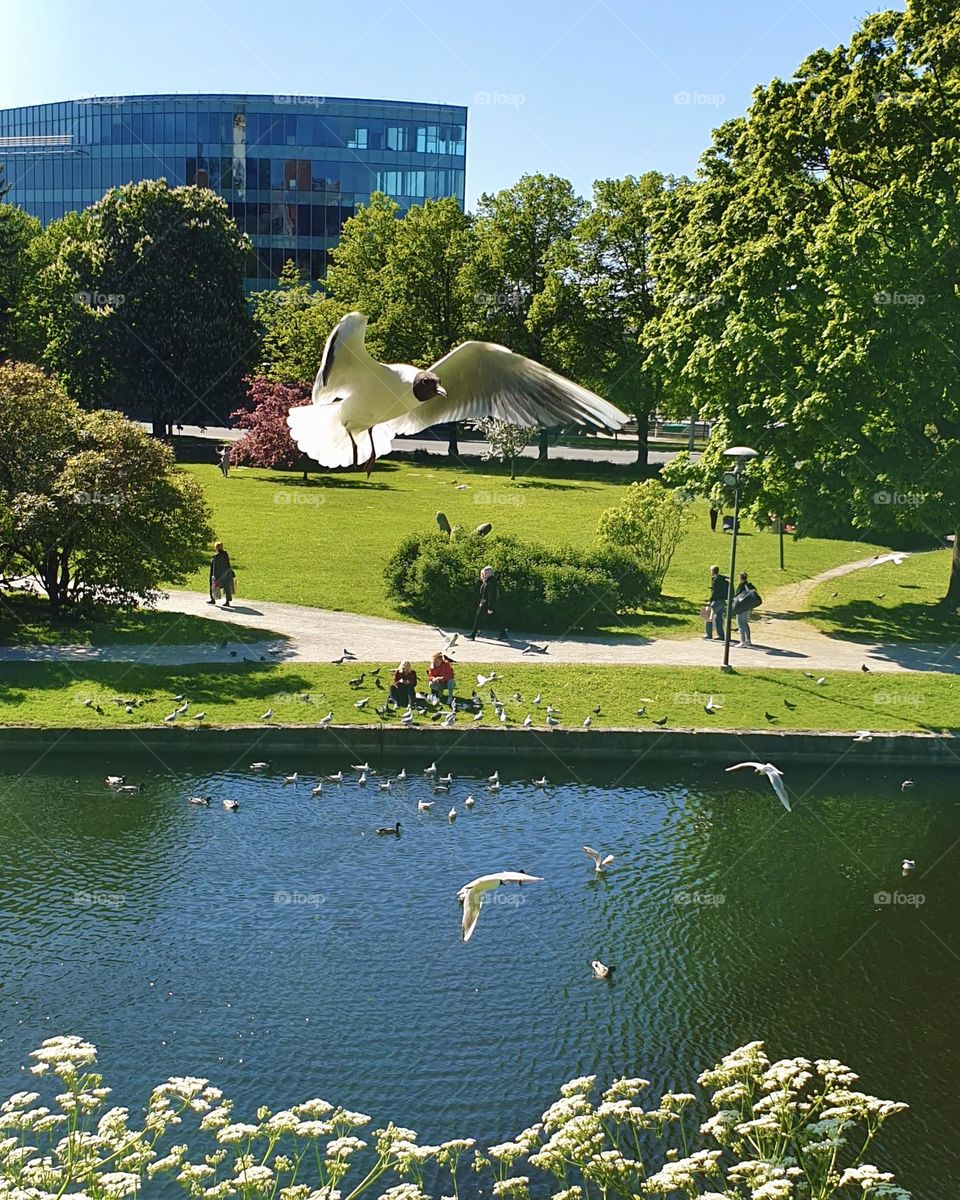 Seagull flying over a pond, summer sunny day in the city