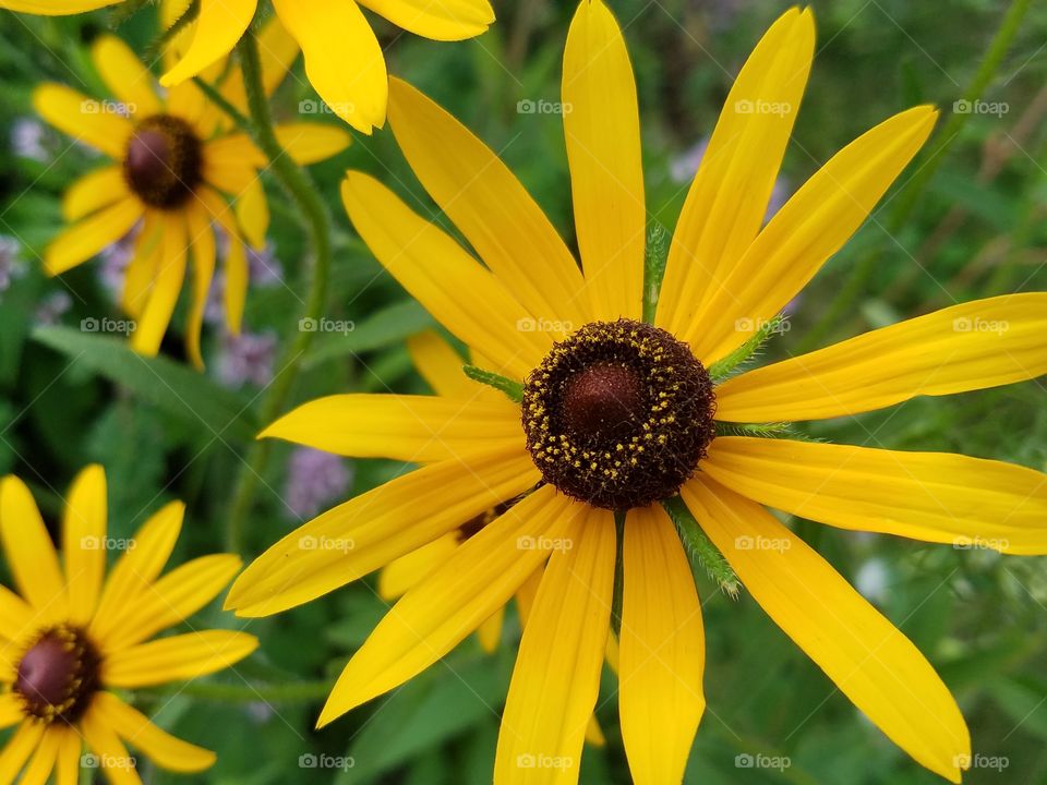 Close-up of a black-eyed susan