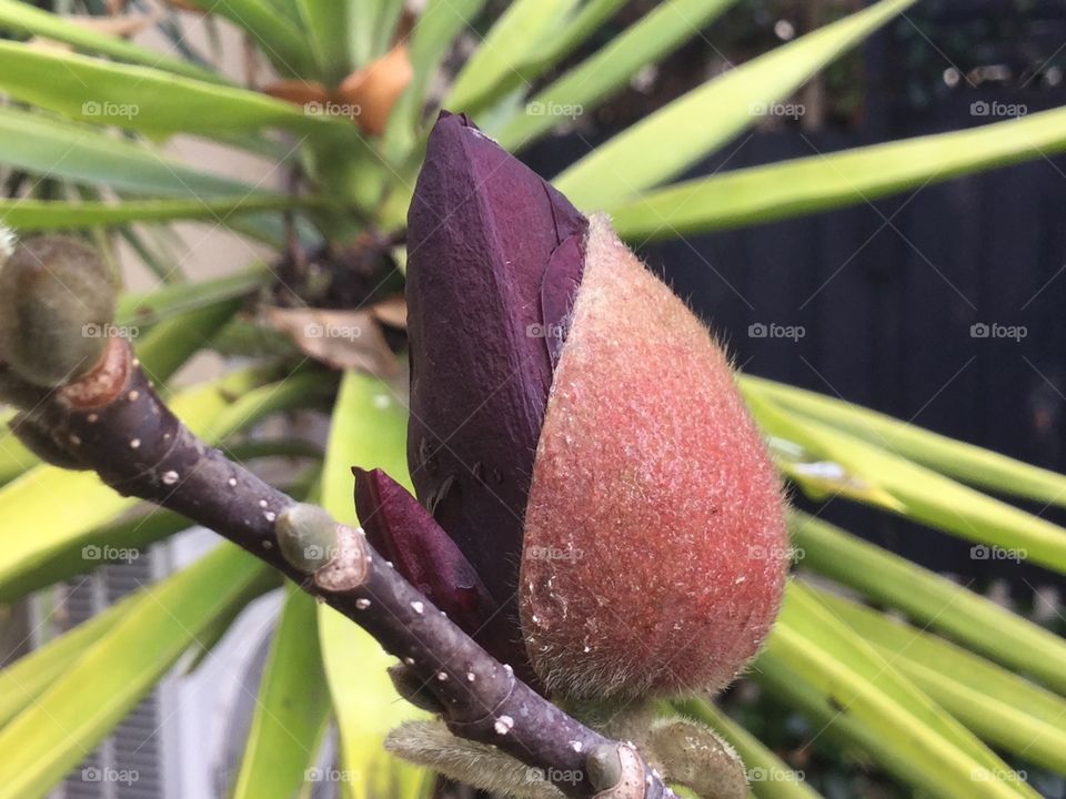 Magnolia bud opening