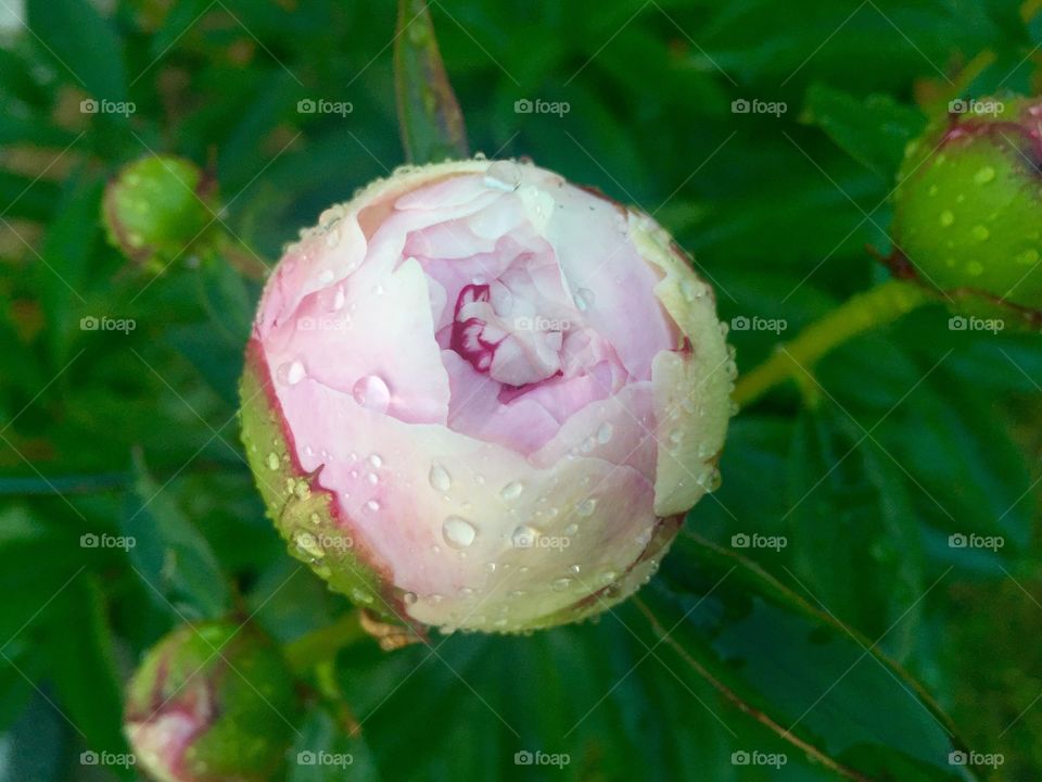 Peony