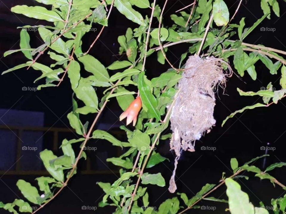 Beautiful Bird's nest picture, Night view, Natural photography