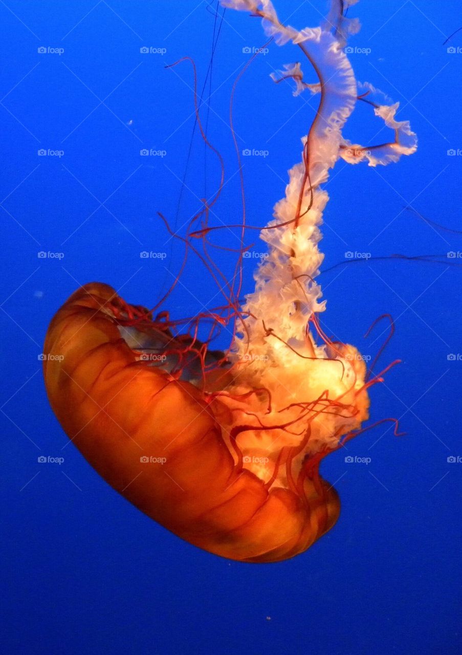 Jelly Fish