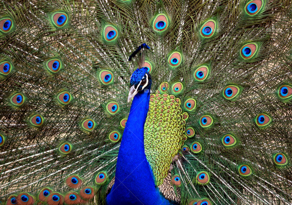 Peacock