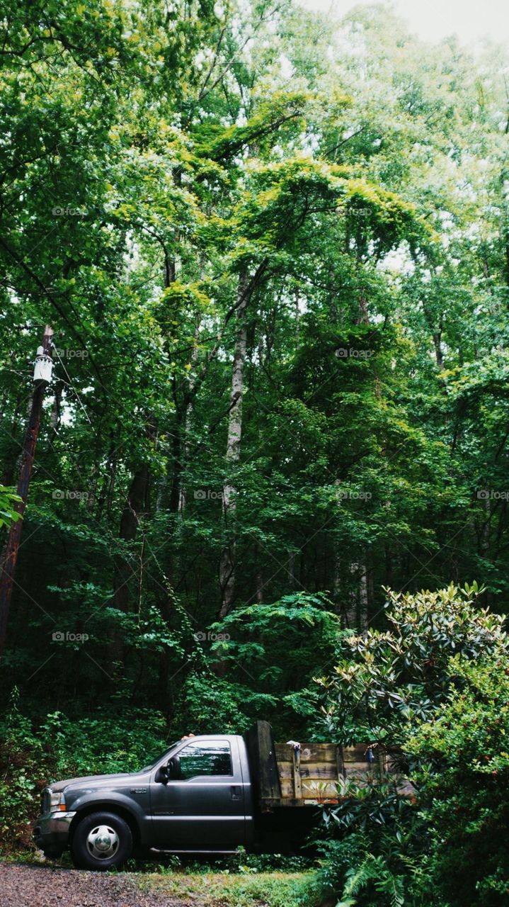 Its Adventure Time At Forest