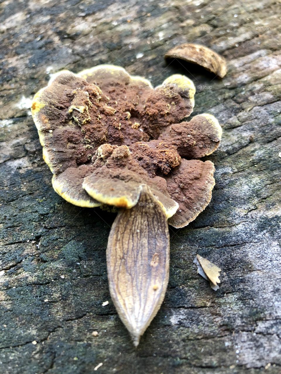 Fruiting fungus perched on a poplar tree stump, framed by fallen hickory nutshells- 