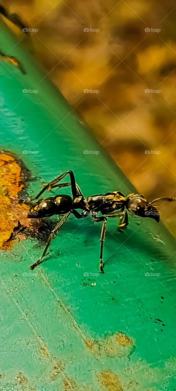 Macro Image:Pachycondyla is a genus of carnivorous ants with a powerful sting.